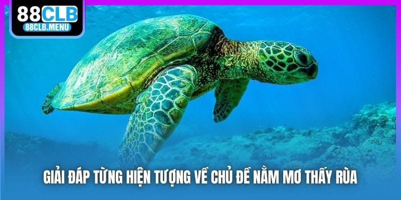 Giải đáp từng hiện tượng về chủ đề nằm mơ thấy rùa