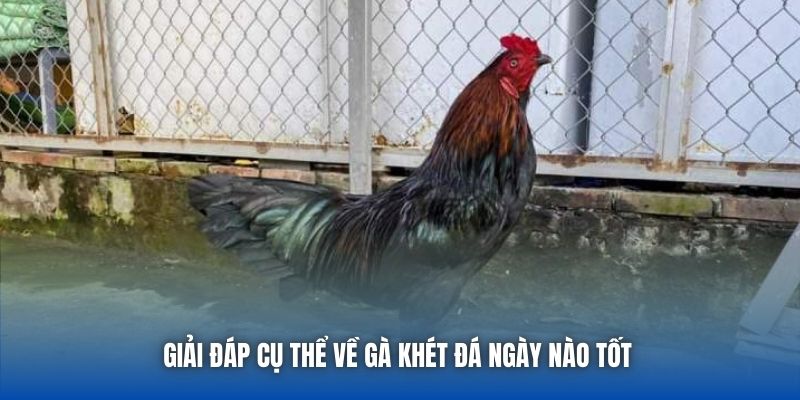 Giải đáp cụ thể về gà khét đá ngày nào tốt 