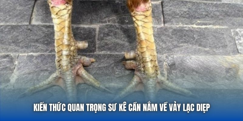 Kiến thức quan trọng sư kê cần nắm về vảy lạc diẹp