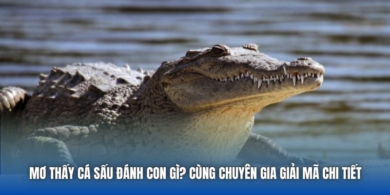 Mơ Thấy Cá Sấu Đánh Con Gì? Cùng Chuyên Gia Giải Mã Chi Tiết