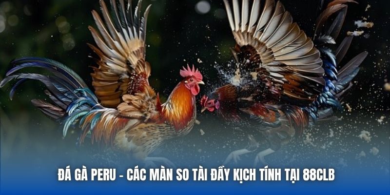 Đá Gà Peru - Các Màn So Tài Đầy Kịch Tính Tại 88CLB