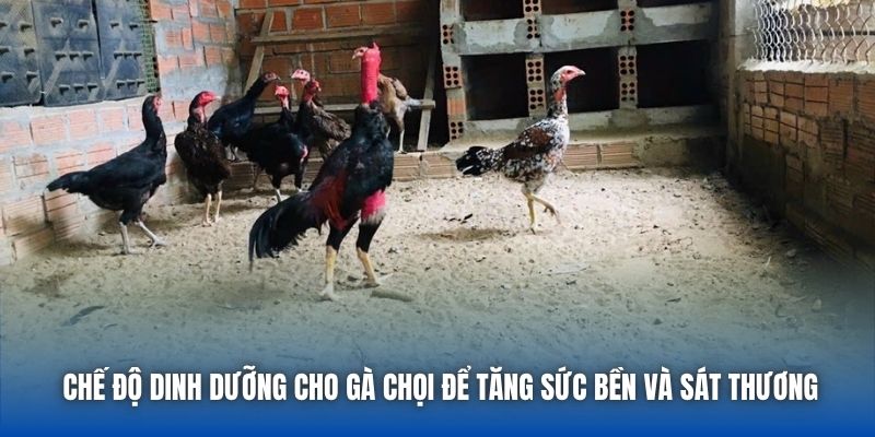 Chế Độ Dinh Dưỡng Cho Gà Chọi Để Tăng Sức Bền Và Sát Thương